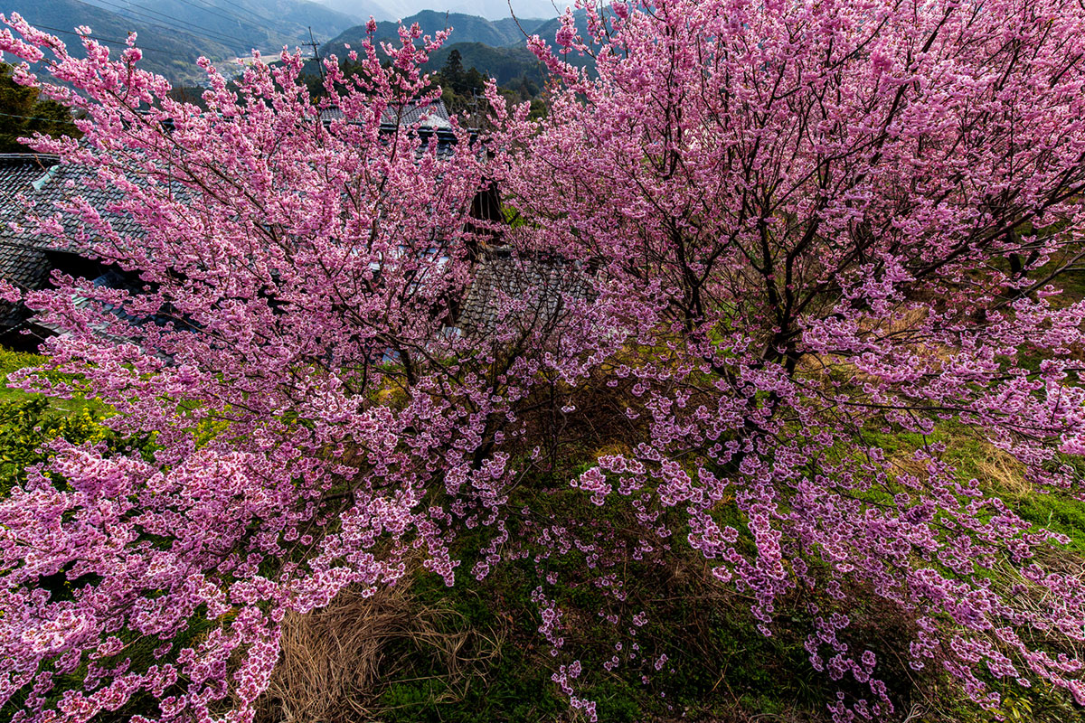 桑田山 雪割桜