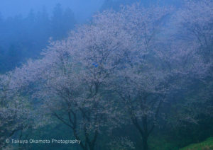 高知県仁淀川町 / 2015