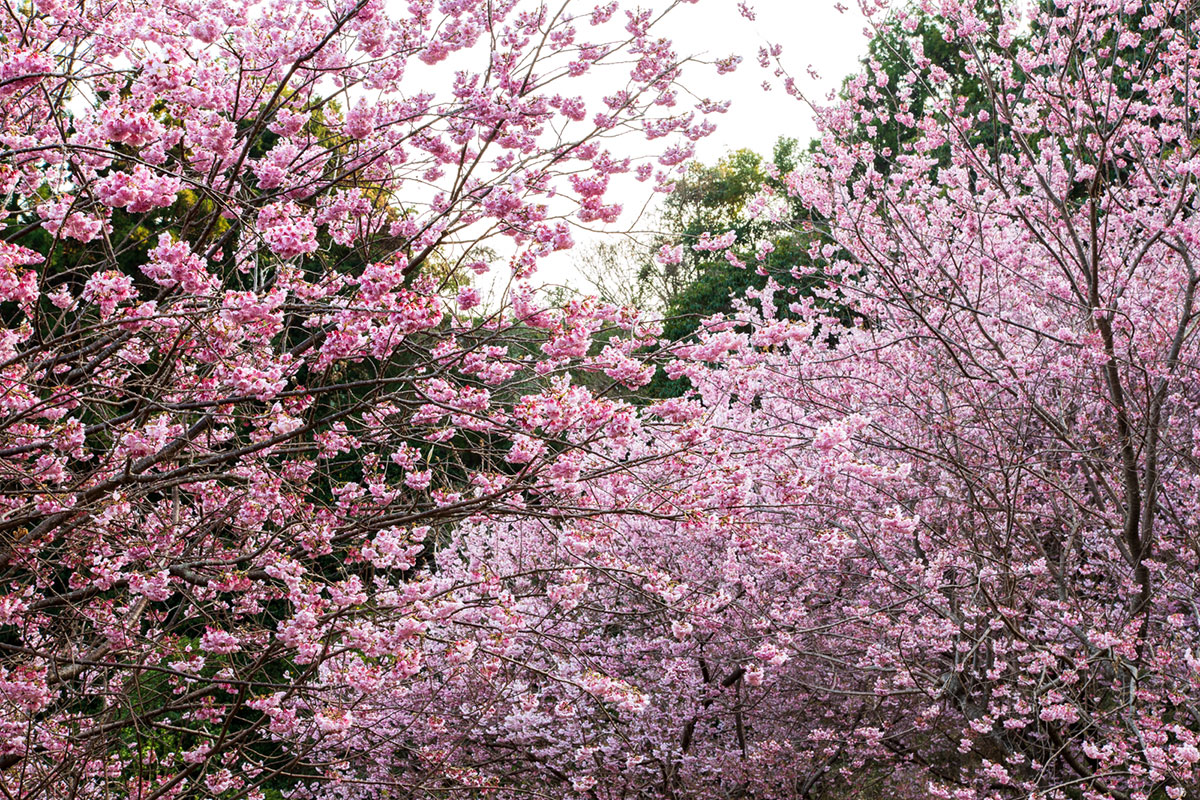 桑田山 雪割桜