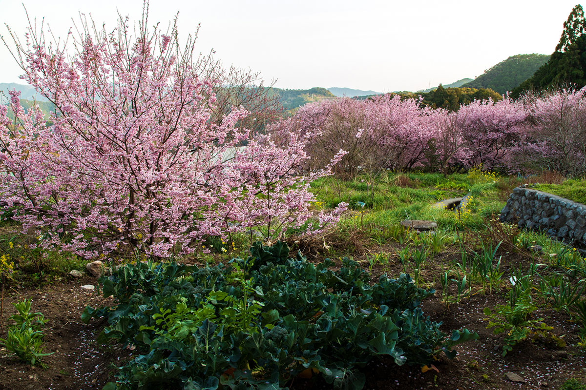 桑田山 雪割桜