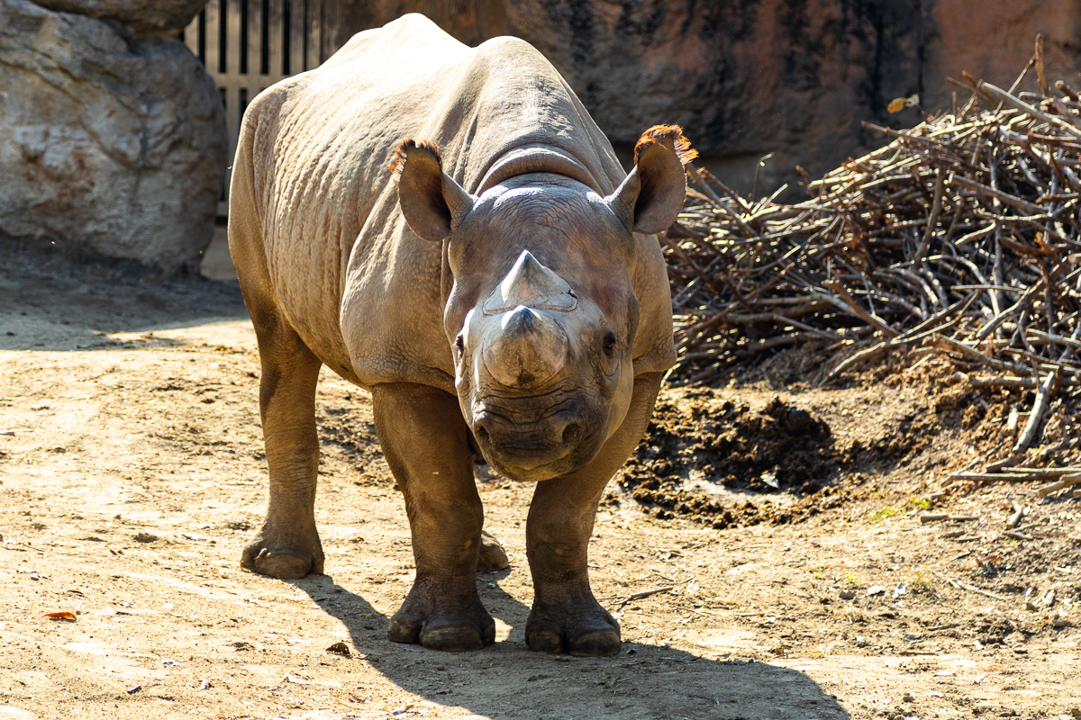 天王寺動物園 2019.12.8