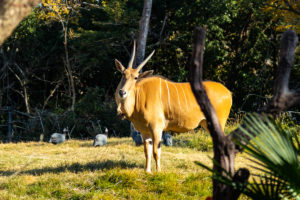 天王寺動物園 2019.12.8