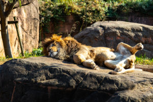 天王寺動物園 2019.12.8