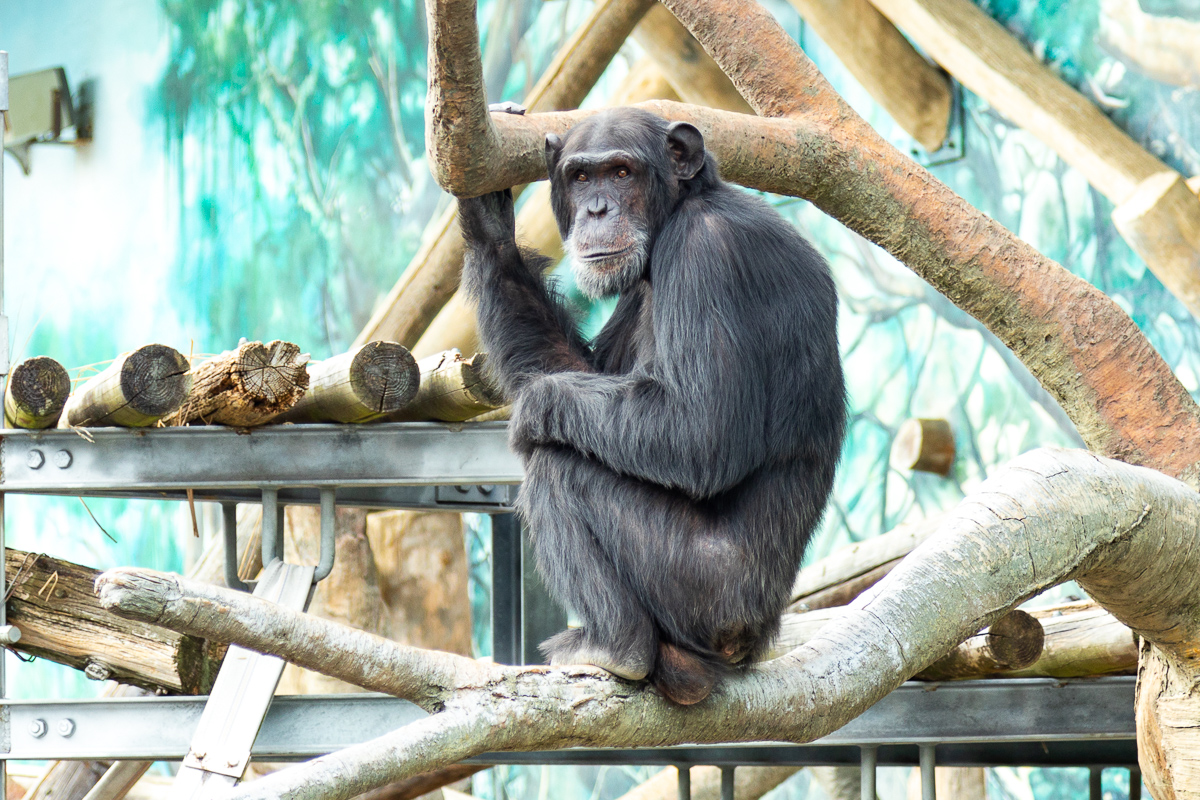 天王寺動物園 2019.12.8