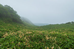 高知県いの町 / 2020