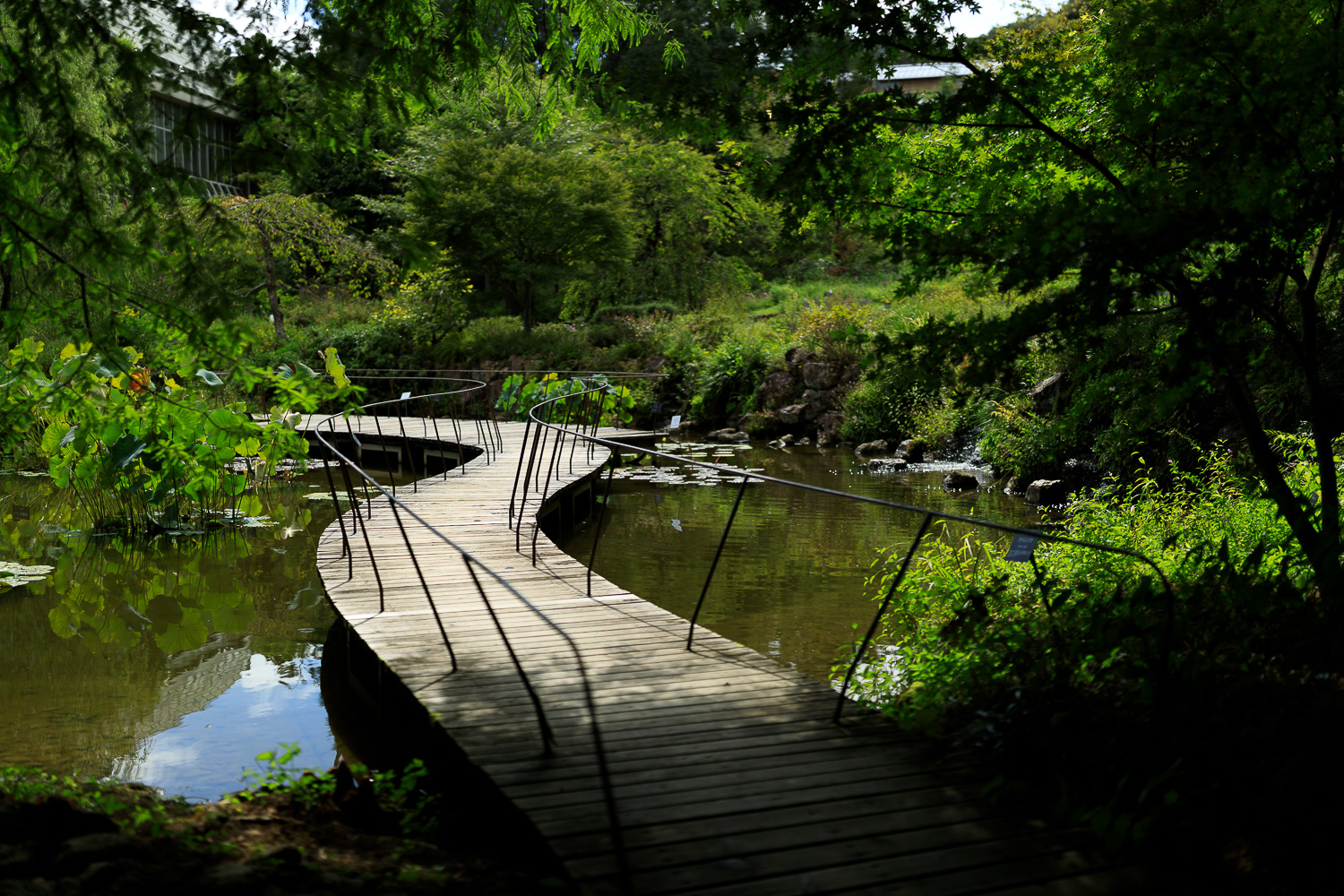 SIGMA 40mm F1.4 DG HSM Artで牧野植物園（4）