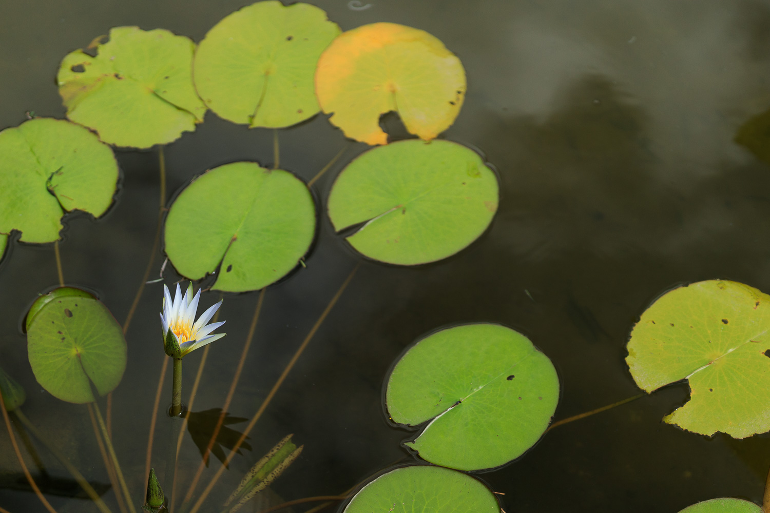 SIGMA 40mm F1.4 DG HSM Artで牧野植物園（4）