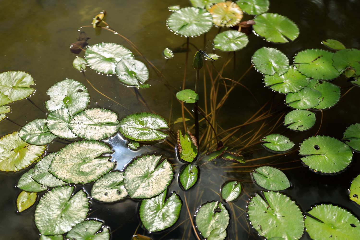 SIGMA 40mm F1.4 DG HSM Artで牧野植物園（4）