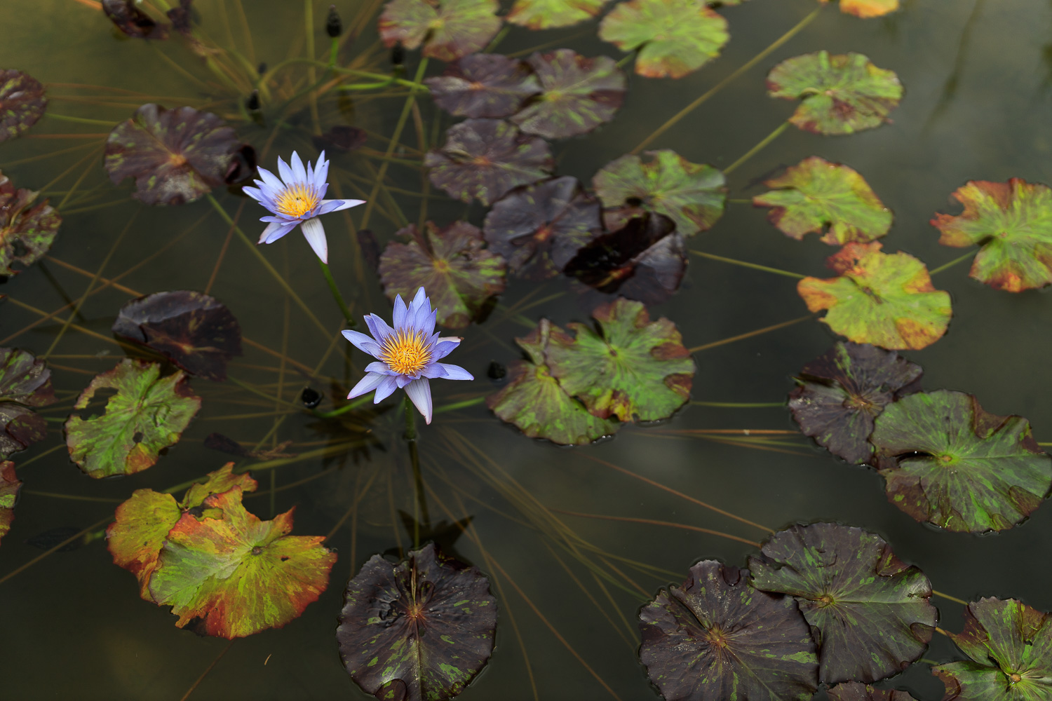 SIGMA 40mm F1.4 DG HSM Artで牧野植物園（4）