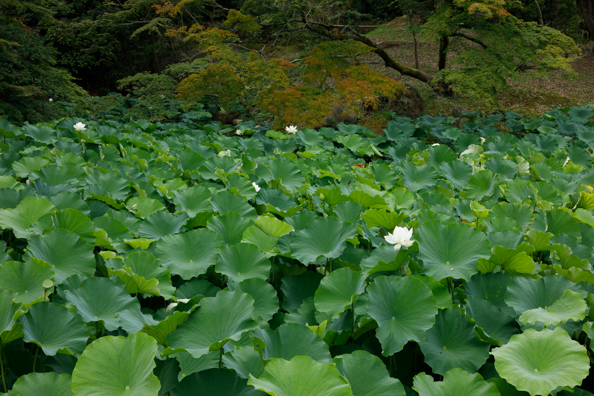 RF50mm F1.8 STMで後楽園（3）