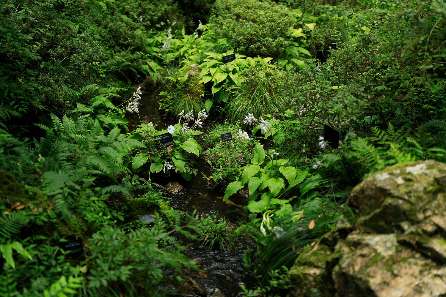 高知県立牧野植物園