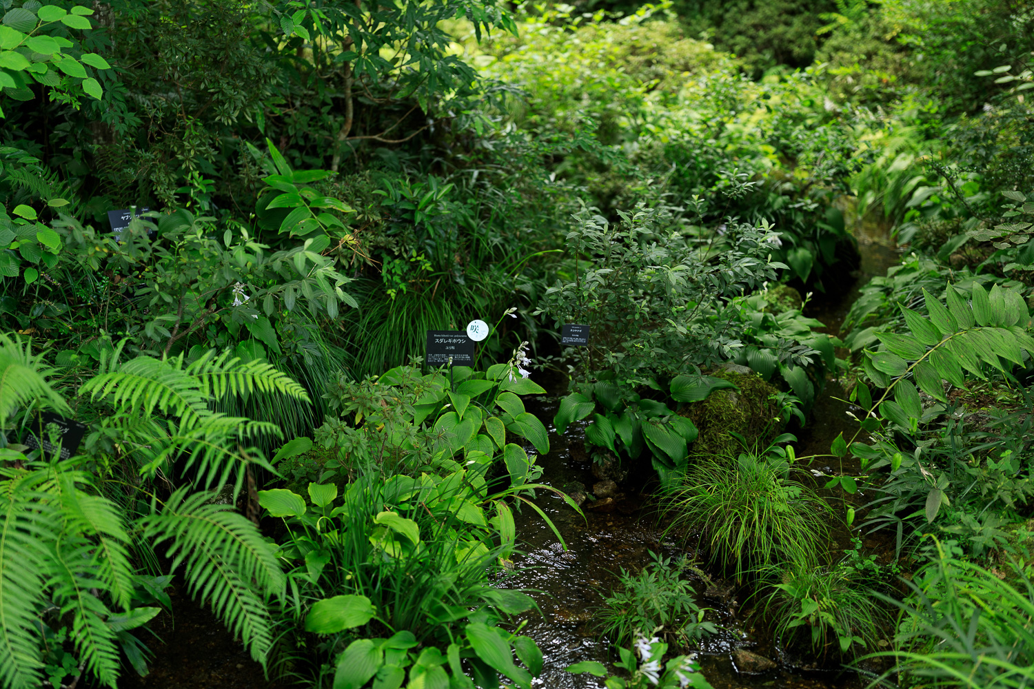 高知県立牧野植物園
