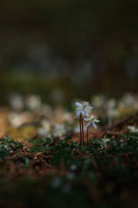 バイカオウレン