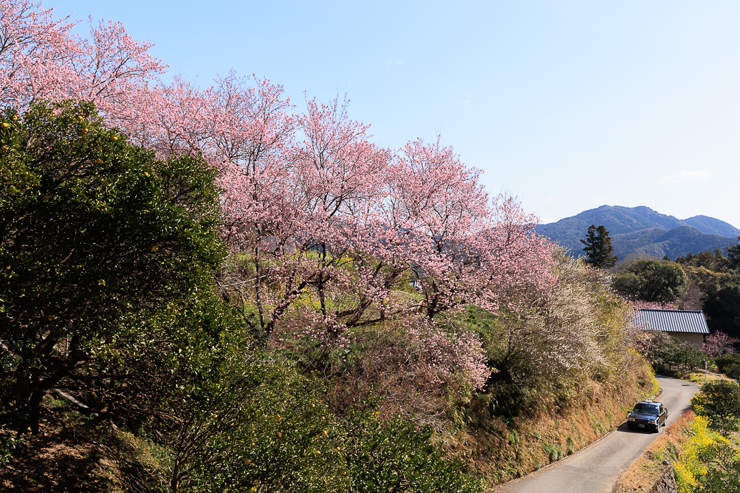 桑田山の雪割桜