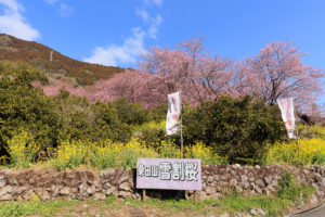 桑田山の雪割桜
