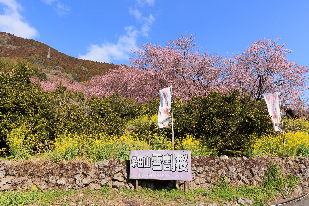 桑田山の雪割桜