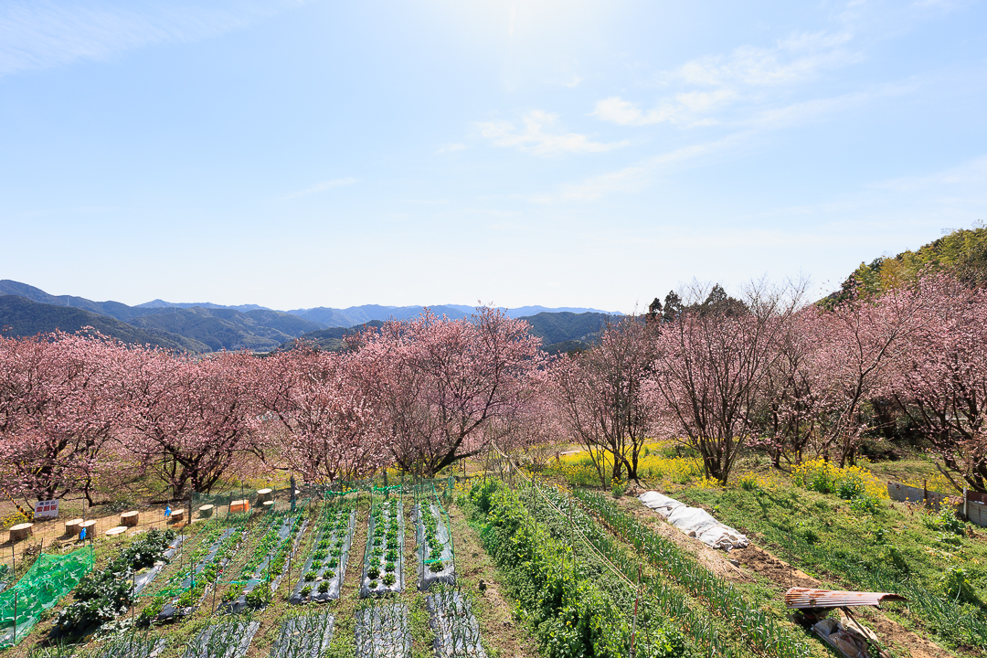 桑田山の雪割桜