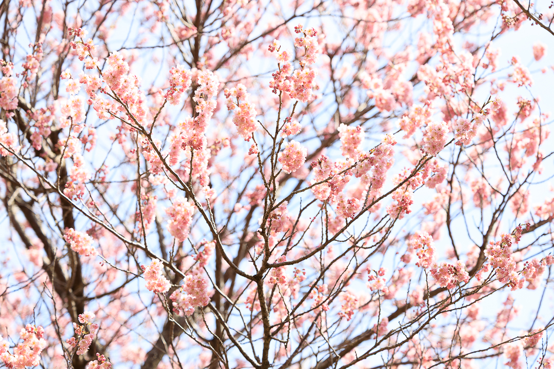 桑田山の雪割桜