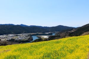 天空の菜の花畑