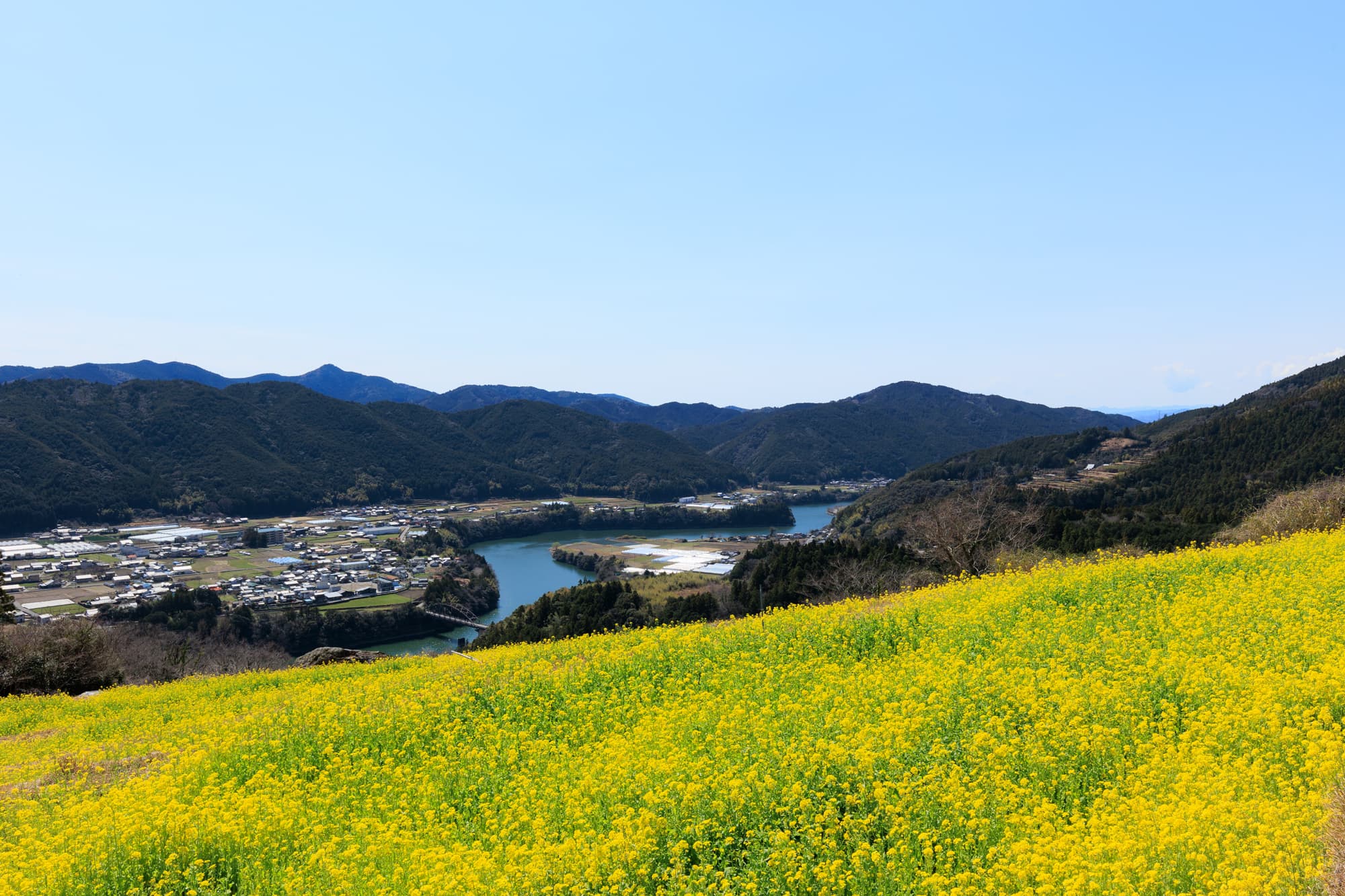 天空の菜の花畑