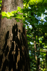 【奥物部の風景】高知県香美市 八丁ヒュッテ周辺