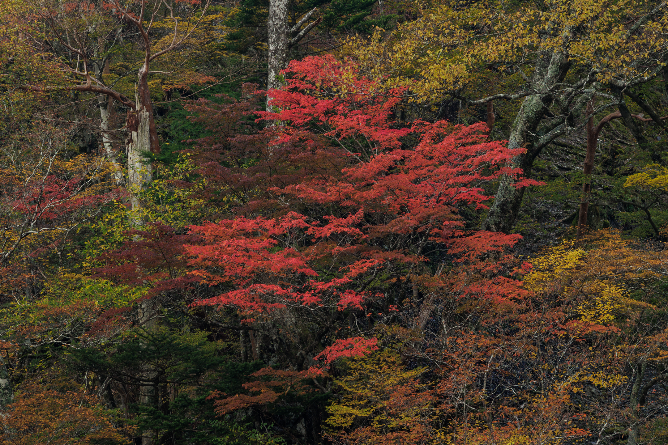 風景写真家 岡本卓也 公式サイト