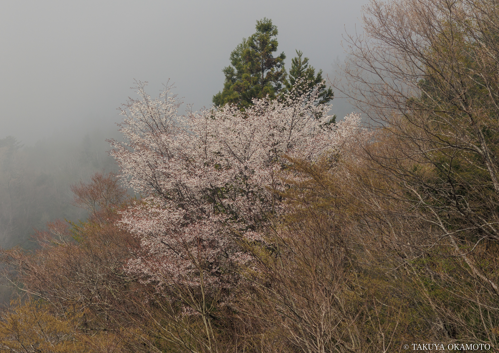 アートクロッシングものべ