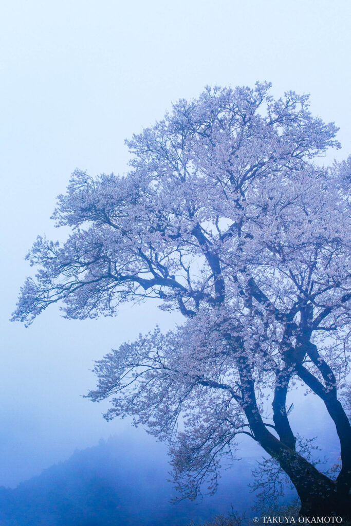 高知県仁淀川町 / 2015