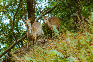 鹿島 愛媛県松山市 / 2015