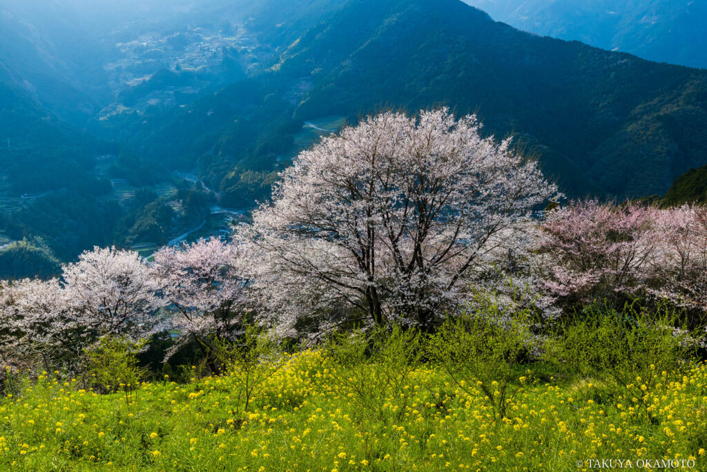 高知県仁淀川町 / 2019