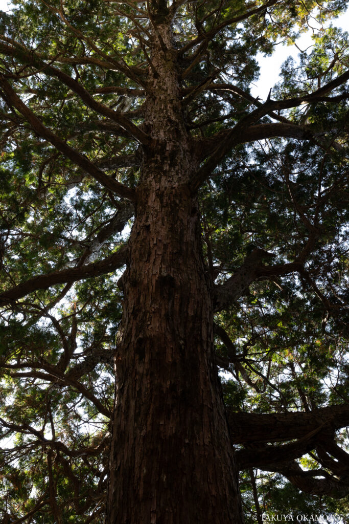 高知県高知市 工石山(工石山神社の横のヒノキ)