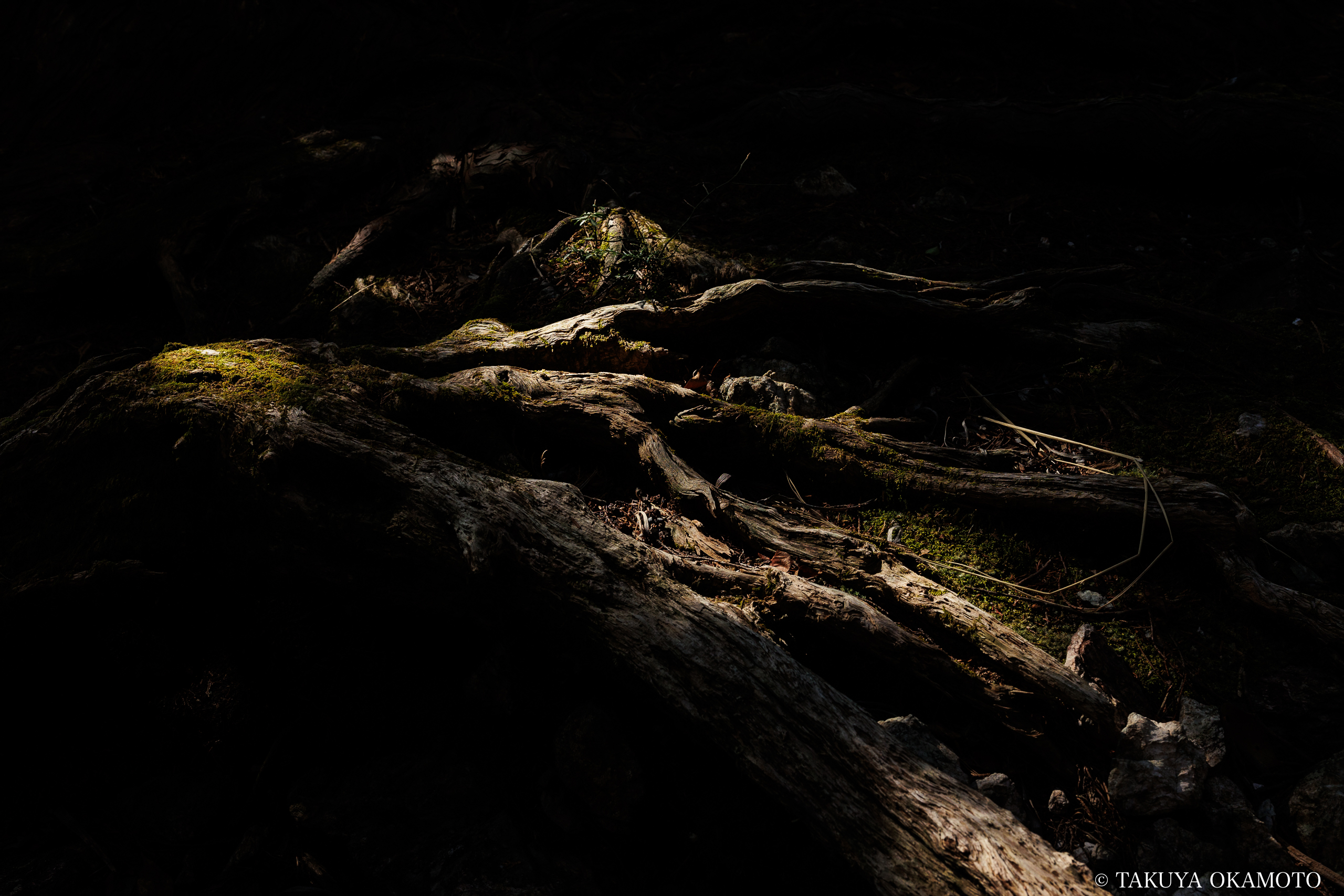 高知県高知市 工石山(工石山神社の横のヒノキの根元)
