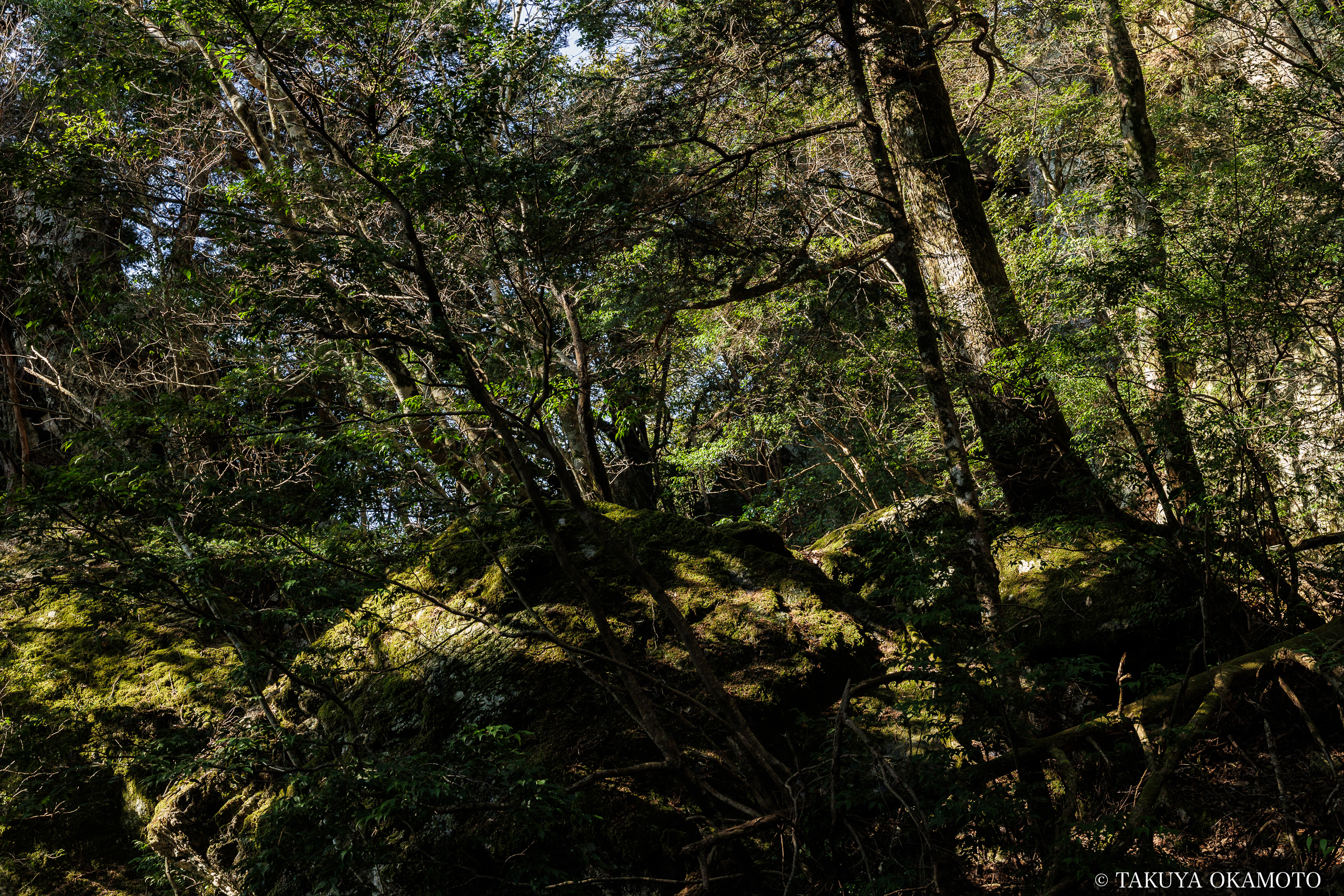 高知県高知市 工石山(妙体岩ルートの風景)