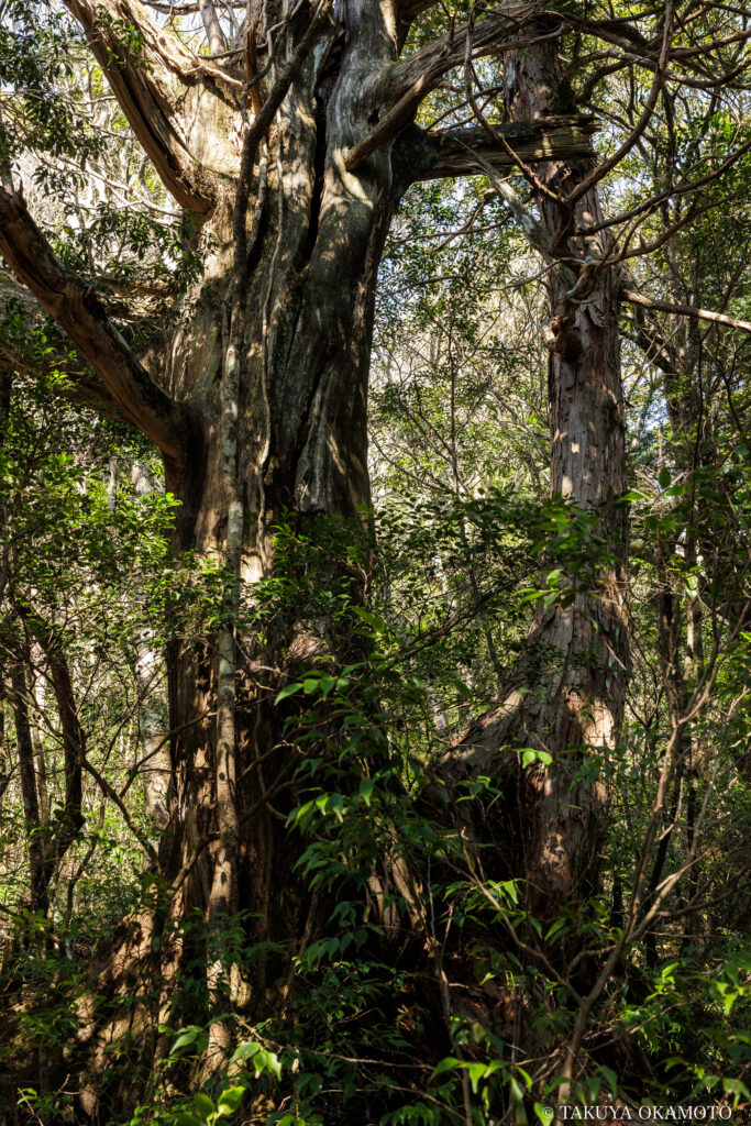 高知県高知市 工石山(妙体岩ルートの風景)