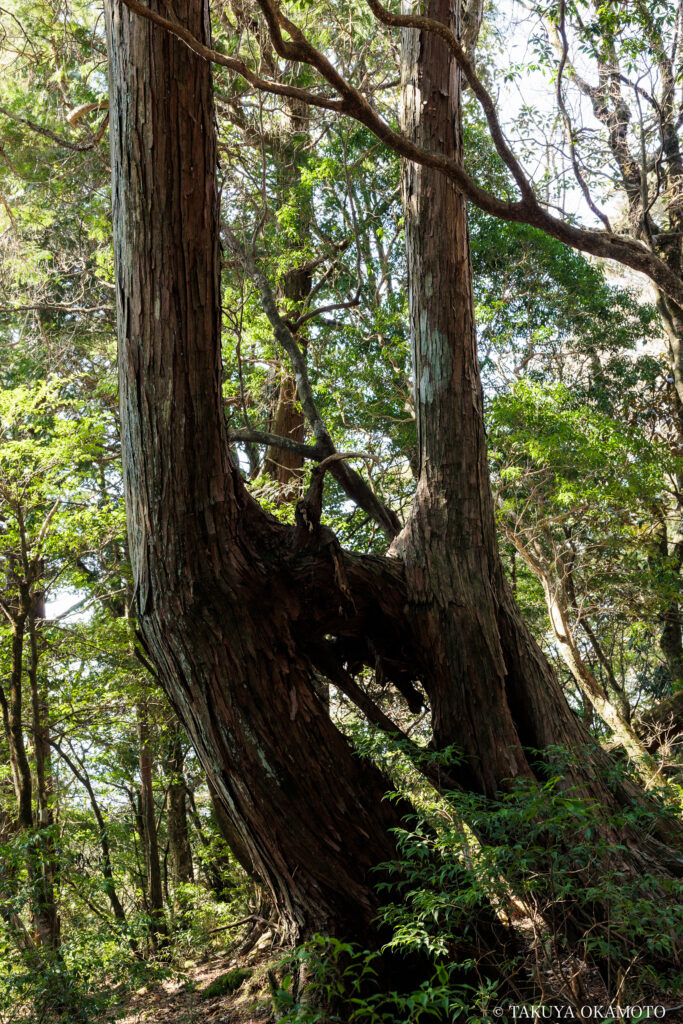 高知県高知市 工石山(妙体岩ルートの風景)