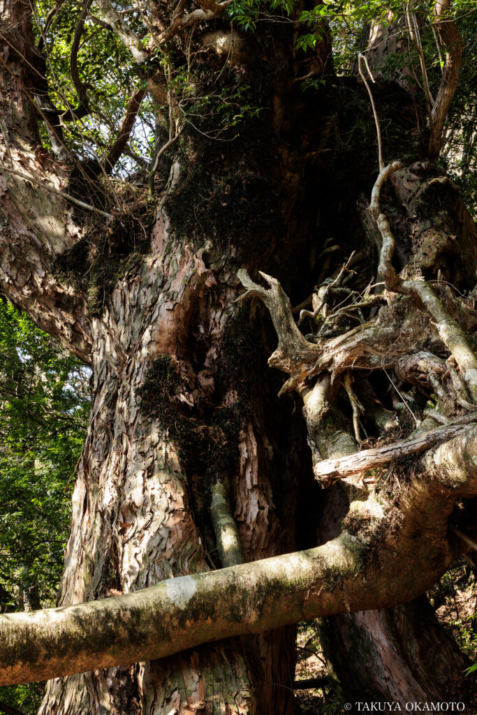 高知県高知市 工石山(妙体岩ルートの風景)