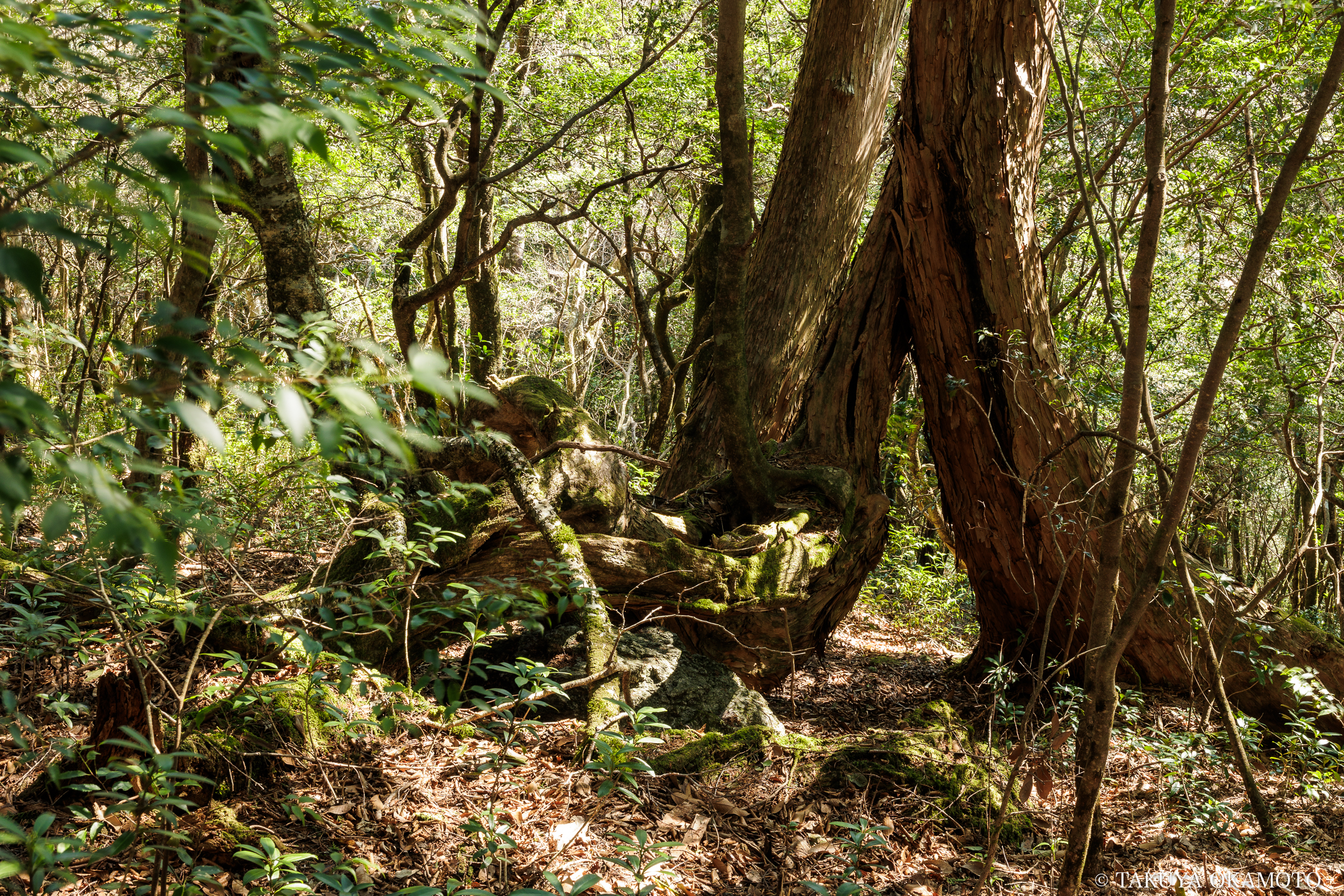 高知県高知市 工石山(妙体岩ルートの風景)