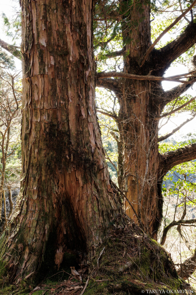 高知県高知市 工石山(工石山 迂回路の風景)