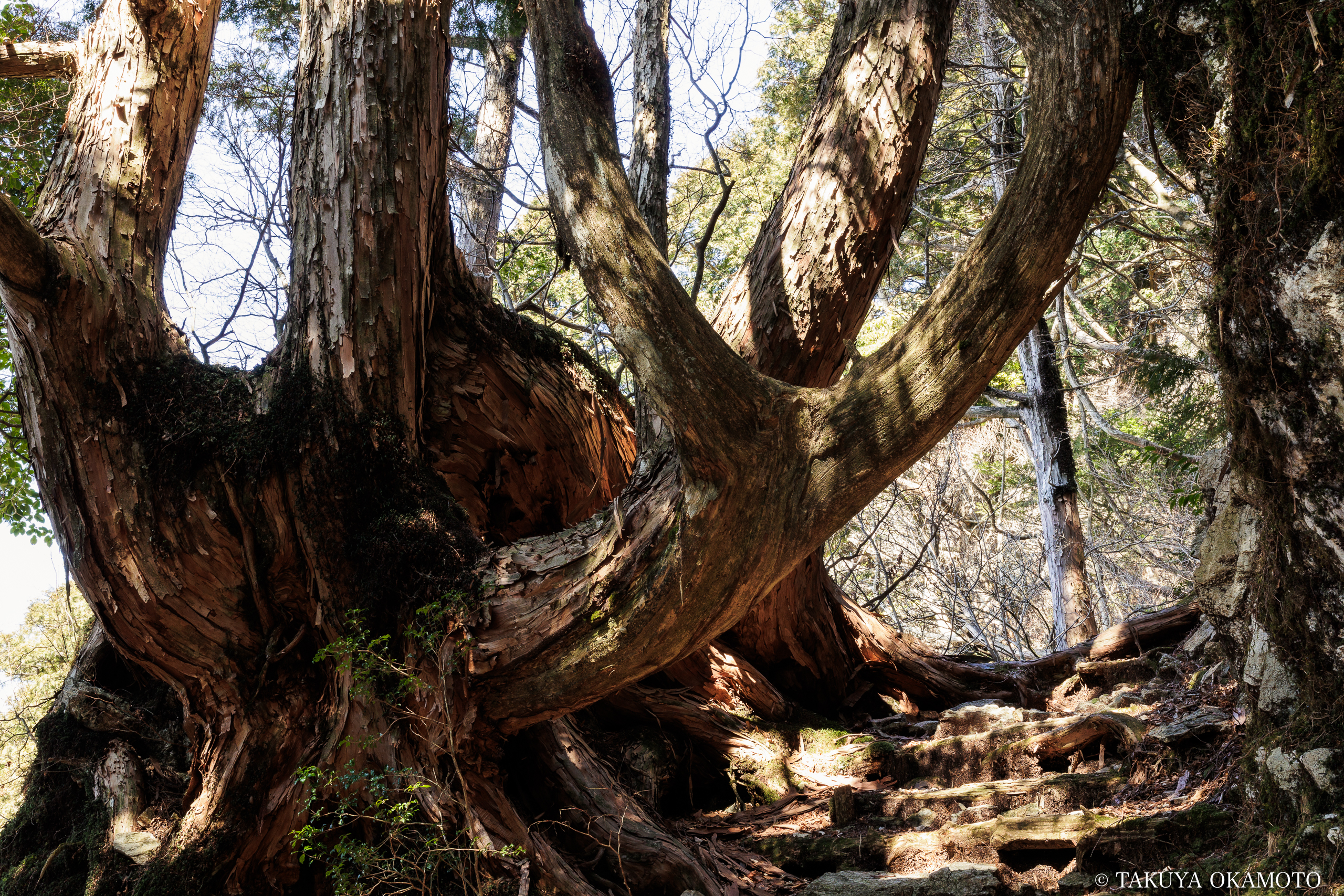 高知県高知市 工石山(工石山 迂回路の風景)