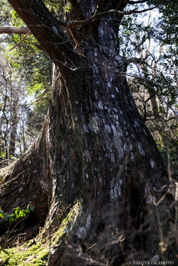 高知県高知市 工石山(南まわりの風景)