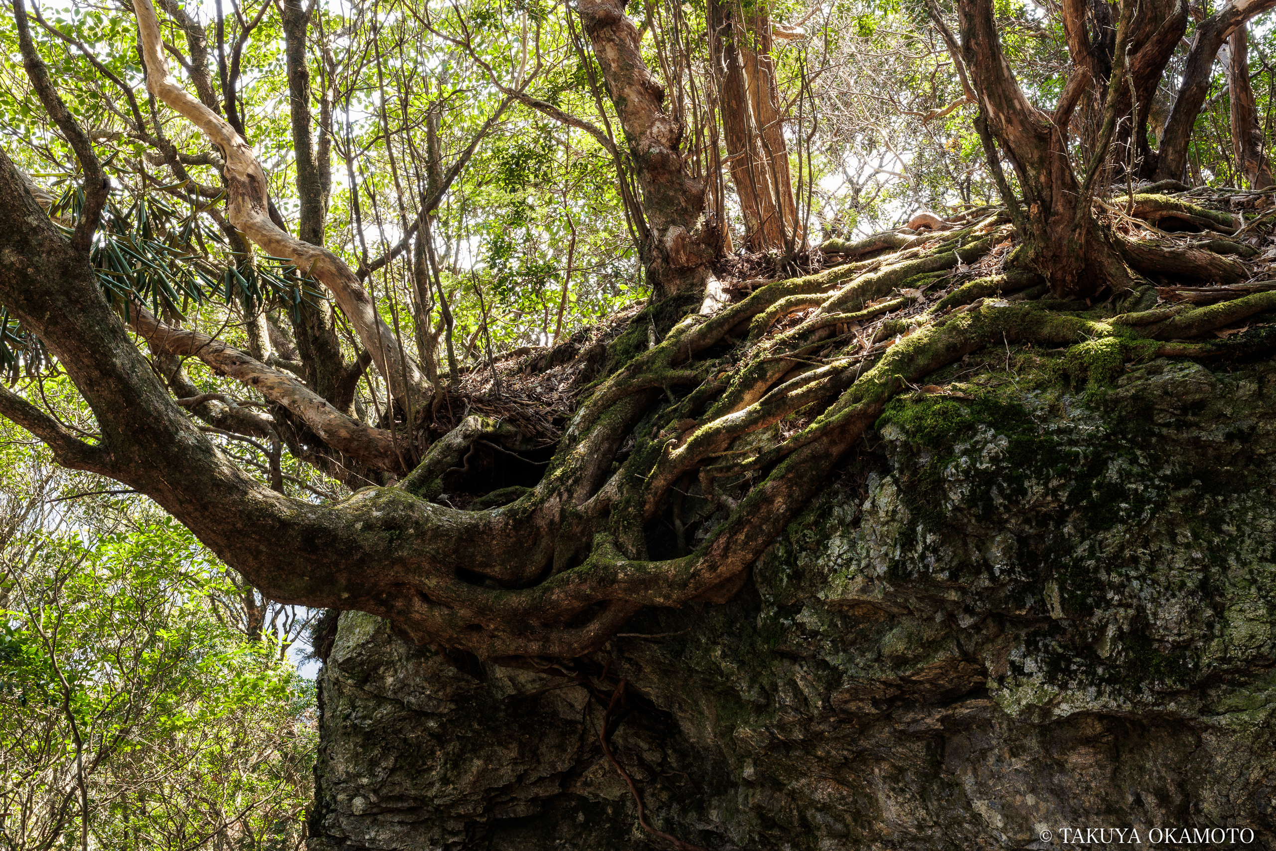 高知県高知市 工石山(南まわりの風景)