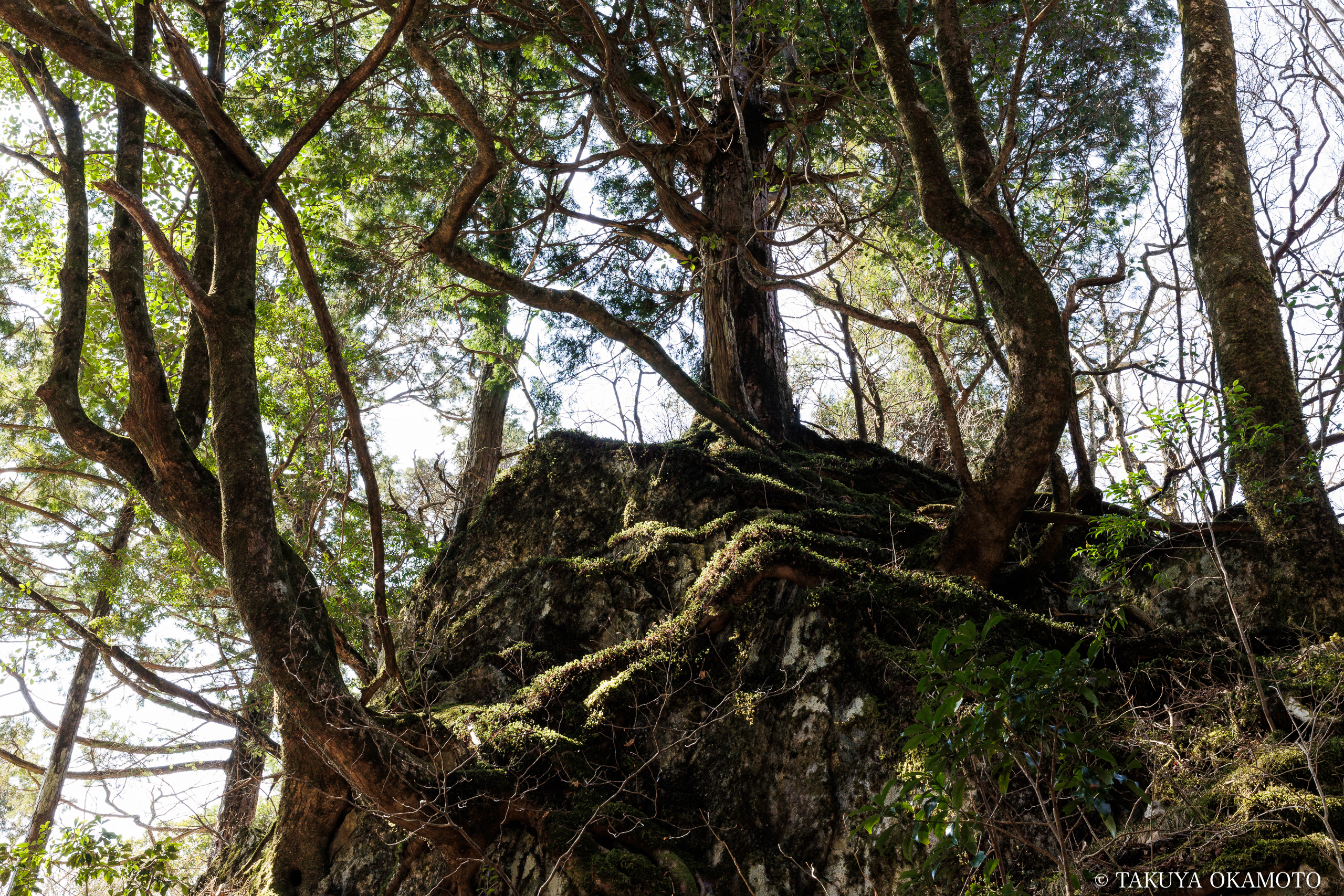 高知県高知市 工石山(賽の河原線の風景)