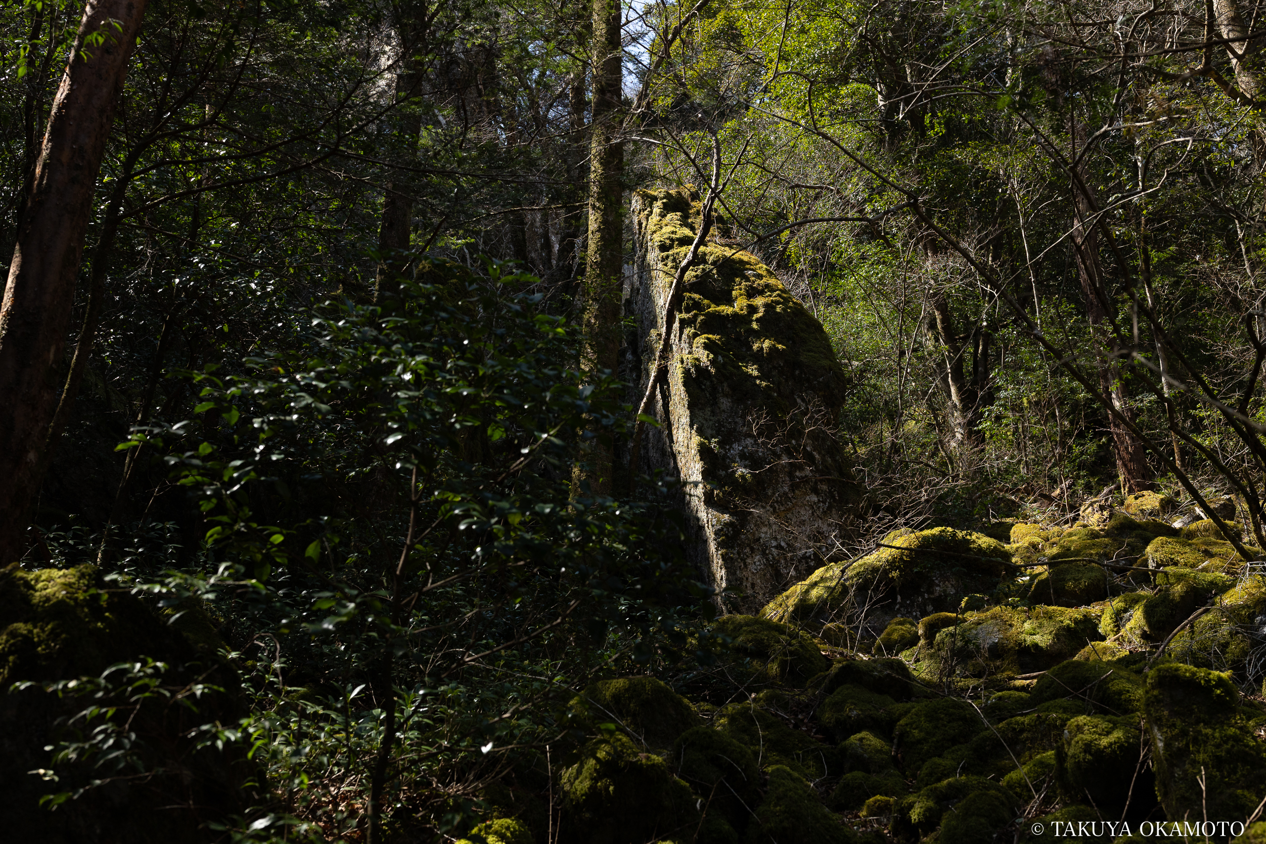 高知県高知市 工石山(賽の河原線の風景)