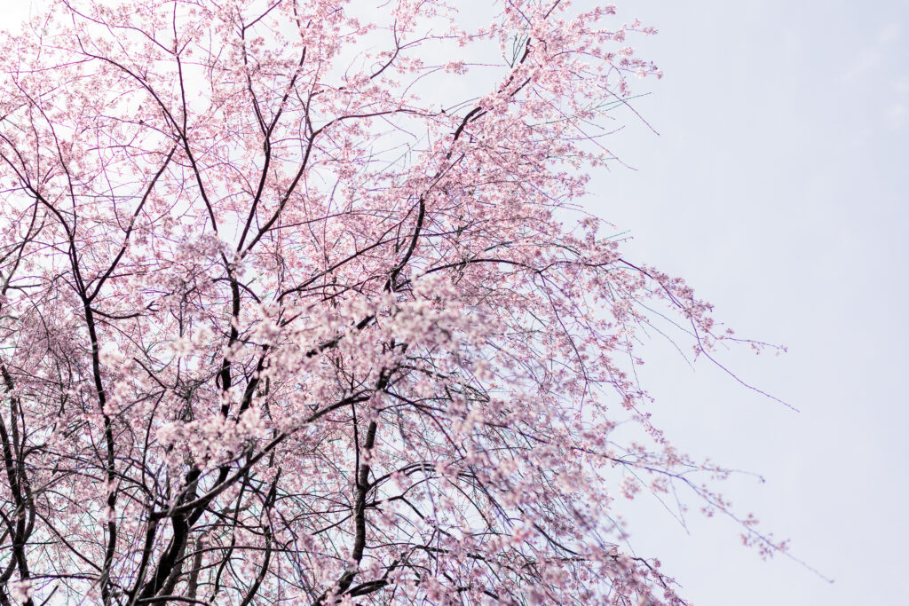 香北の自然公園のしだれ桜