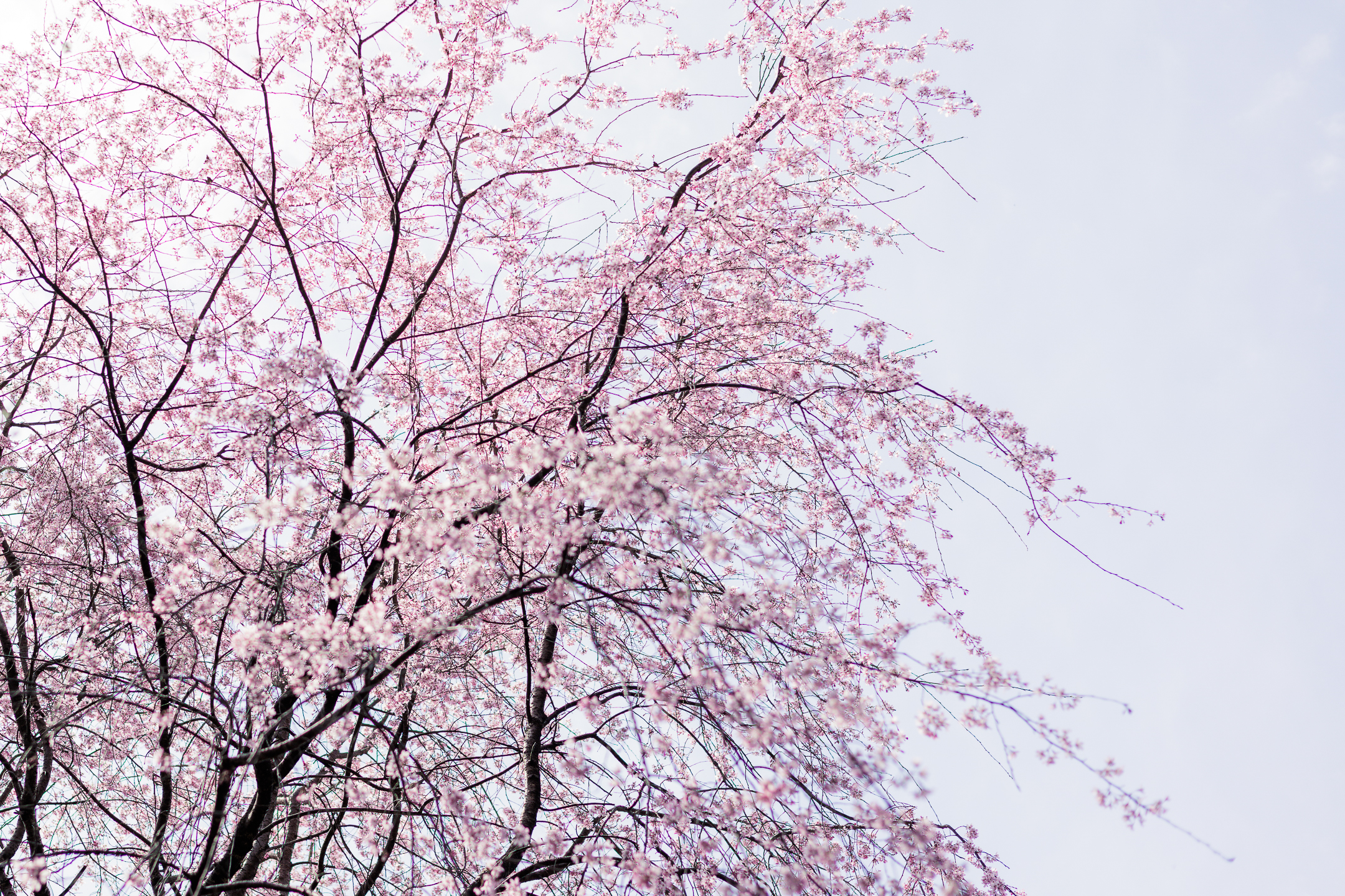 香北の自然公園のしだれ桜
