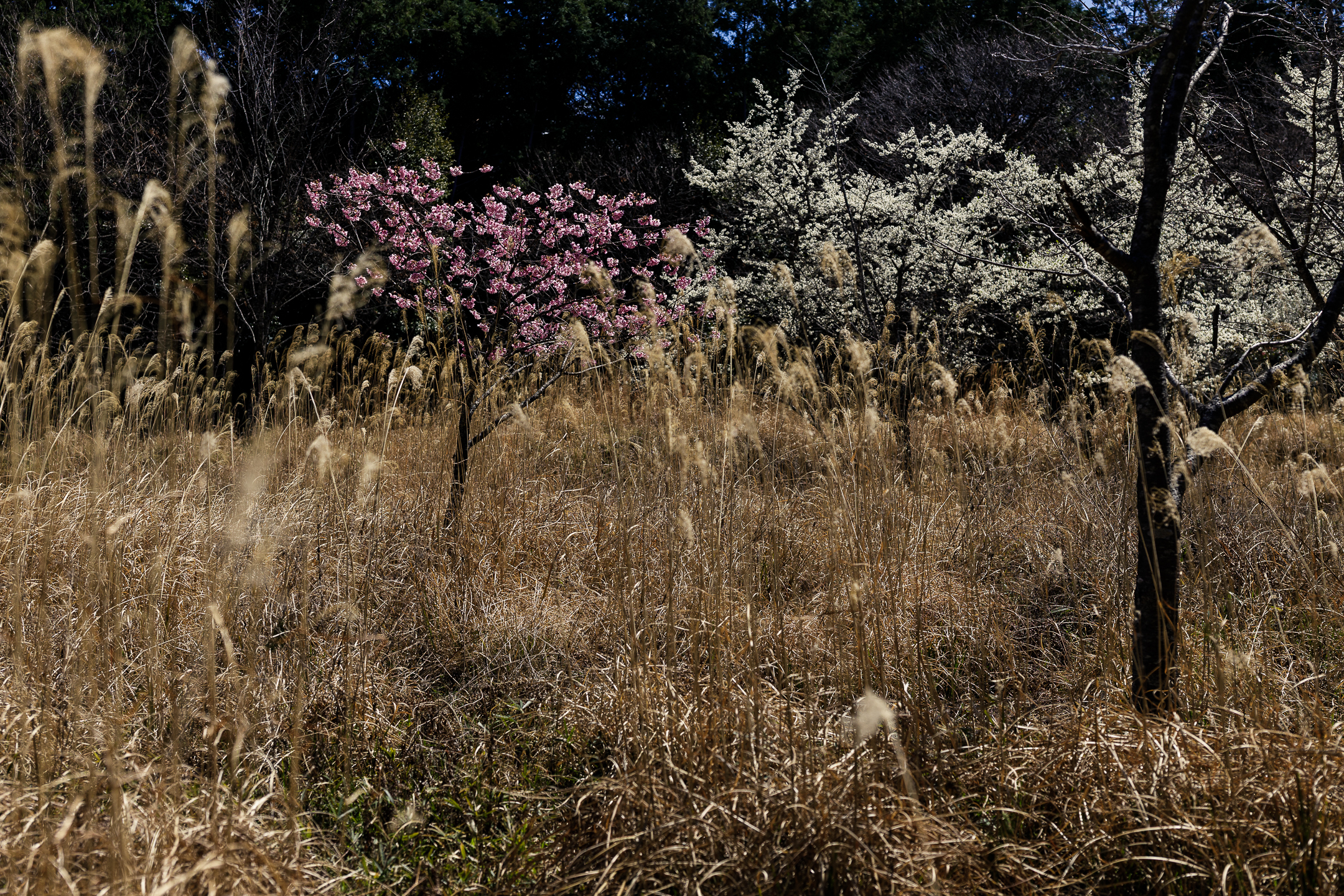 土佐塩の道（黒見休憩所・塩の道桜公園）