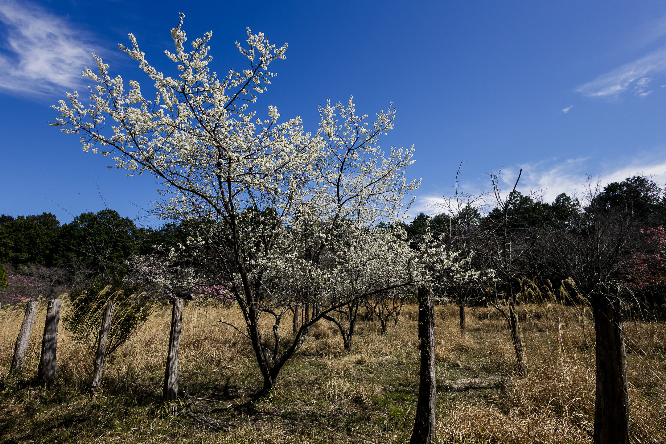 土佐塩の道（黒見休憩所・塩の道桜公園）