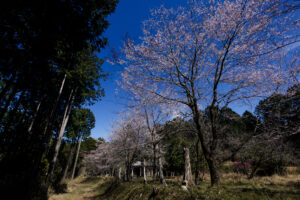 土佐塩の道（黒見休憩所・塩の道桜公園）