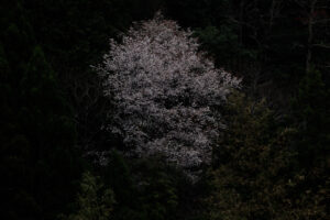 物部川流域の山間部に咲く桜