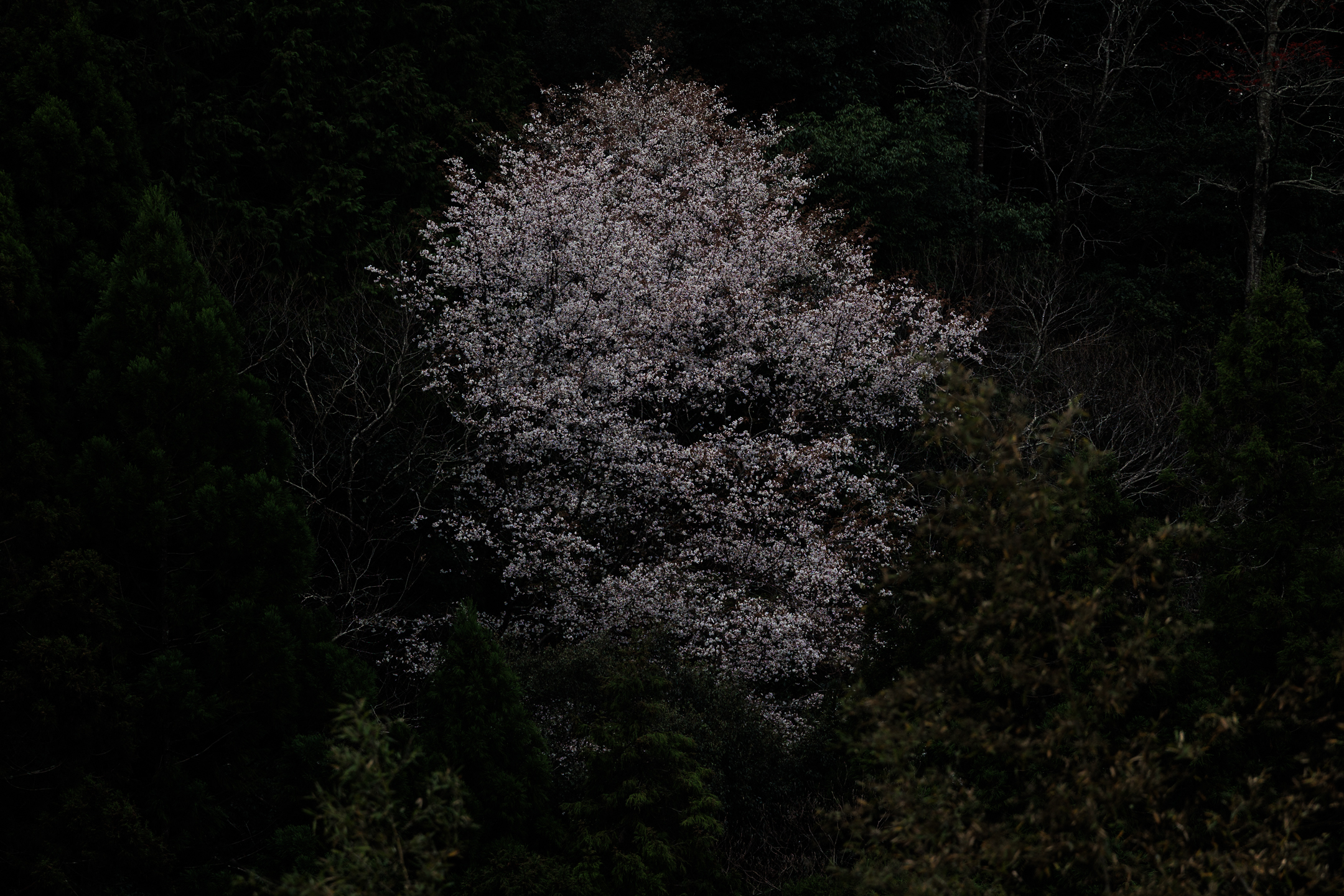 物部川流域の山間部に咲く桜